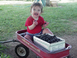 Sweet Berry Farm